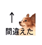 ペチカロン（個別スタンプ：24）