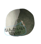 写真 日常会話（個別スタンプ：5）