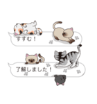 【すすむ】猫だらけの吹き出し（個別スタンプ：17）