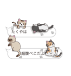 【たくや】猫だらけの吹き出し（個別スタンプ：16）