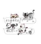 【よしゆき】猫だらけの吹き出し（個別スタンプ：11）