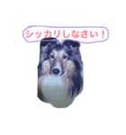 teyfamilyのマァティとラスティ（個別スタンプ：9）