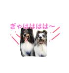 teyfamilyのマァティとラスティ（個別スタンプ：14）