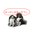 teyfamilyのマァティとラスティ（個別スタンプ：15）