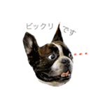 フレンチブルドッグ空太郎2（個別スタンプ：1）