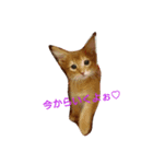 猫のソマリのきなこちゃん（個別スタンプ：1）