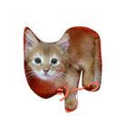 猫のソマリのきなこちゃん（個別スタンプ：4）