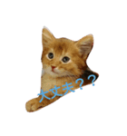 猫のソマリのきなこちゃん（個別スタンプ：6）