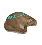 猫のソマリのきなこちゃん（個別スタンプ：7）