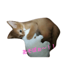 猫のソマリのきなこちゃん（個別スタンプ：8）
