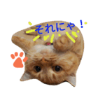 ちゃぷまるの1日（個別スタンプ：1）