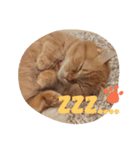 ちゃぷまるの1日（個別スタンプ：8）