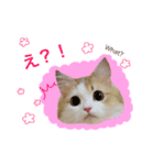 ニャイドルスタンプ ココ王子ファミリー（個別スタンプ：2）