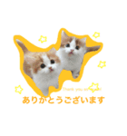 ニャイドルスタンプ ココ王子ファミリー（個別スタンプ：7）