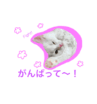 ニャイドルスタンプ ココ王子ファミリー（個別スタンプ：8）