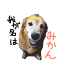 みかんちゃんのスタンプ（個別スタンプ：13）