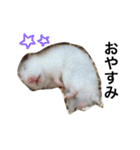 ぺー太とじゃじゃ丸のスタンプ（個別スタンプ：3）