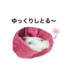 ぺー太とじゃじゃ丸のスタンプ（個別スタンプ：32）