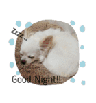 わんこライフ（個別スタンプ：2）