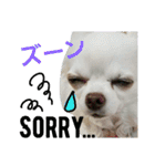 わんこライフ（個別スタンプ：14）