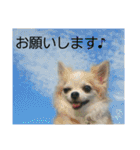 わんこライフ（個別スタンプ：18）
