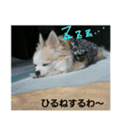わんこライフ（個別スタンプ：20）