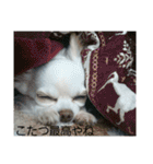 わんこライフ（個別スタンプ：24）