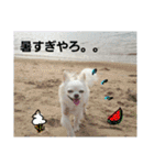 わんこライフ（個別スタンプ：26）