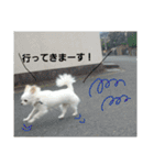 わんこライフ（個別スタンプ：27）