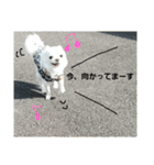 わんこライフ（個別スタンプ：31）