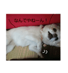 わんこライフ（個別スタンプ：36）
