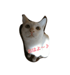 マシュマロ日和With野良ちゃん（個別スタンプ：11）