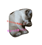 マシュマロ日和With野良ちゃん（個別スタンプ：24）