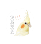 Rice learns polite language（個別スタンプ：1）