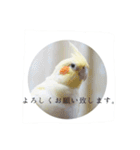 Rice learns polite language（個別スタンプ：4）