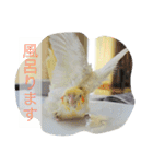 Rice learns polite language（個別スタンプ：13）