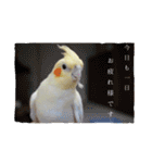 Rice learns polite language（個別スタンプ：16）