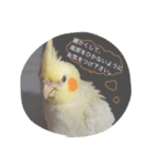 Rice learns polite language（個別スタンプ：17）