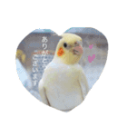 Rice learns polite language（個別スタンプ：19）
