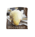 Rice learns polite language（個別スタンプ：22）
