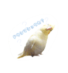 Rice learns polite language（個別スタンプ：23）