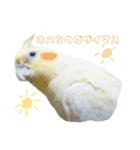 Rice learns polite language（個別スタンプ：24）