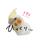 Rice learns polite language（個別スタンプ：28）