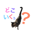 よく使う日常会話3（個別スタンプ：1）