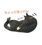 よく使う日常会話3（個別スタンプ：3）