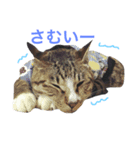 よく使う日常会話3（個別スタンプ：8）