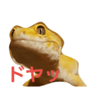 レオパの気持ち（個別スタンプ：1）