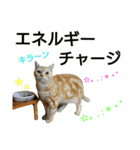 猫のあんずです⑨（個別スタンプ：10）