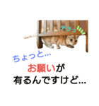 猫のあんずです⑨（個別スタンプ：12）