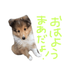 シェルティのまあちゃん（個別スタンプ：3）